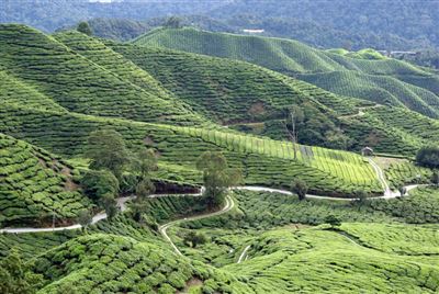 Cameron Highland